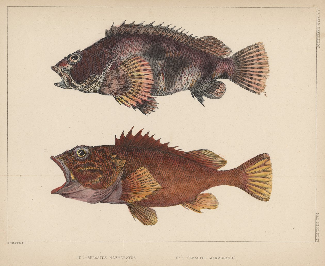 Sebastes Marmoratus, 1855 de H. Patterson