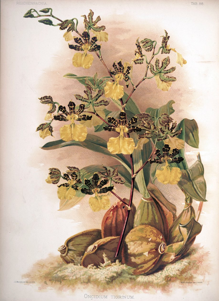 Oncidium tigrinum de H. Sotheran and Co.