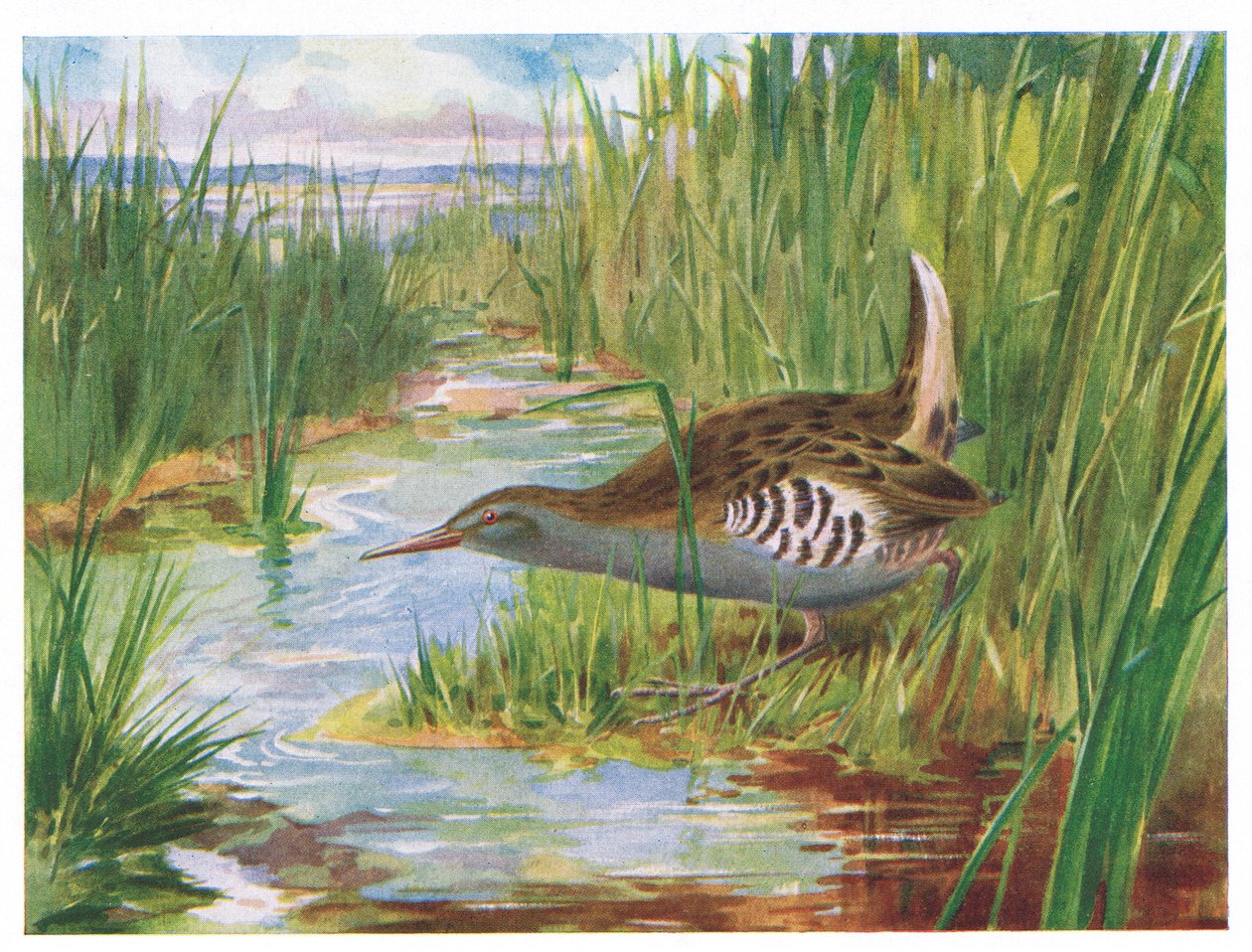 Trilho de água, ilustração de aves britânicas por Kirkman & Jourdain, 1966 de H. Wormald