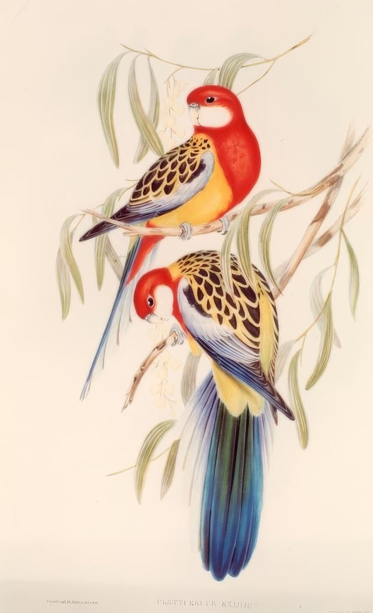 Grande Periquito - Cor Litho. v. J.Gould de H.C. Richter