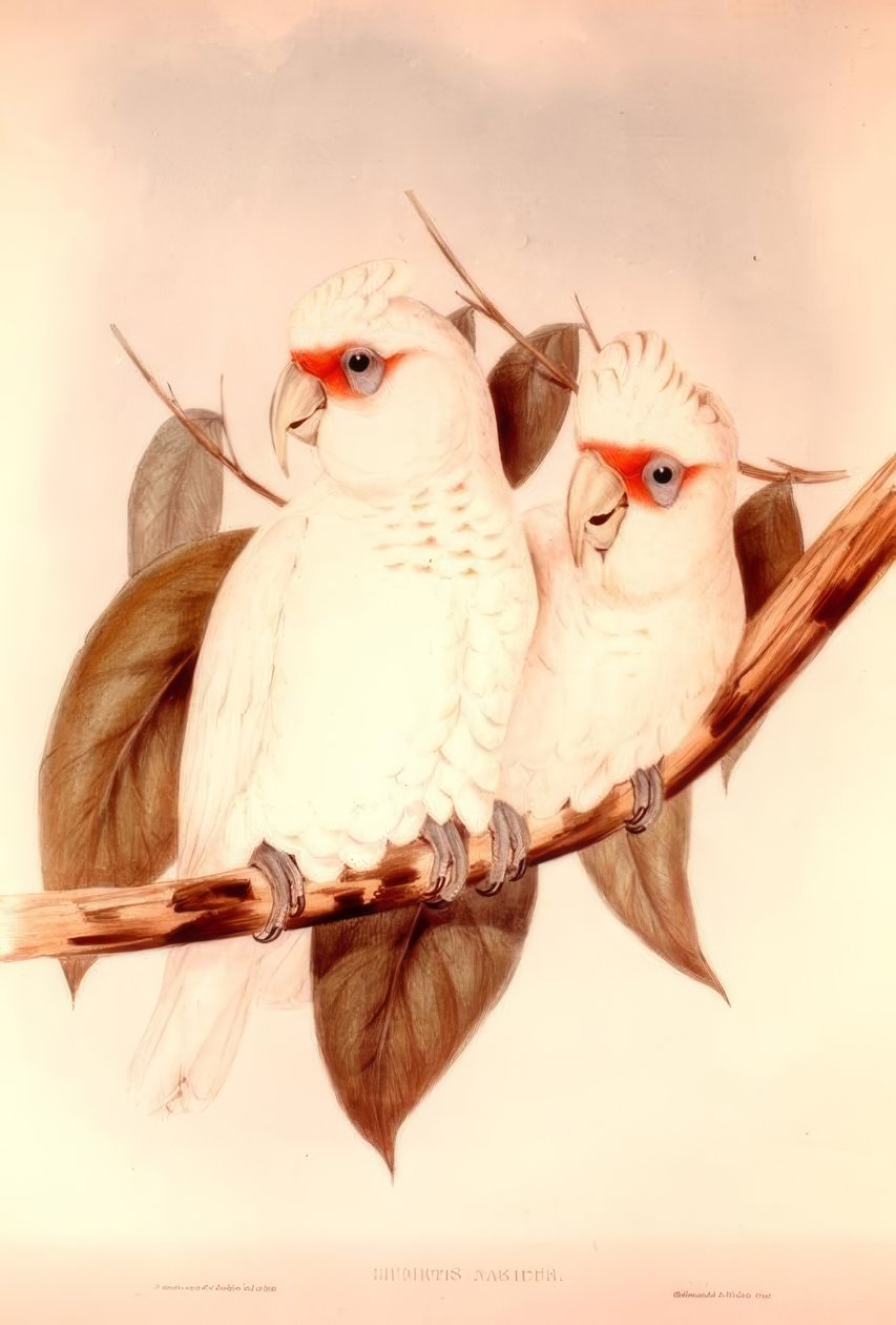 nariz Licmetis de H.C. Richter