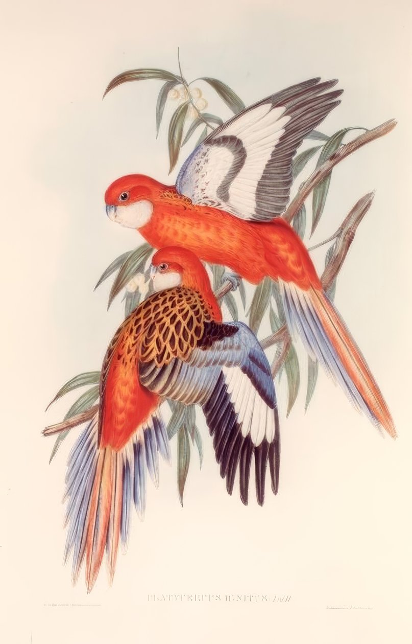 Platycerium BURNY de H.C. Richter