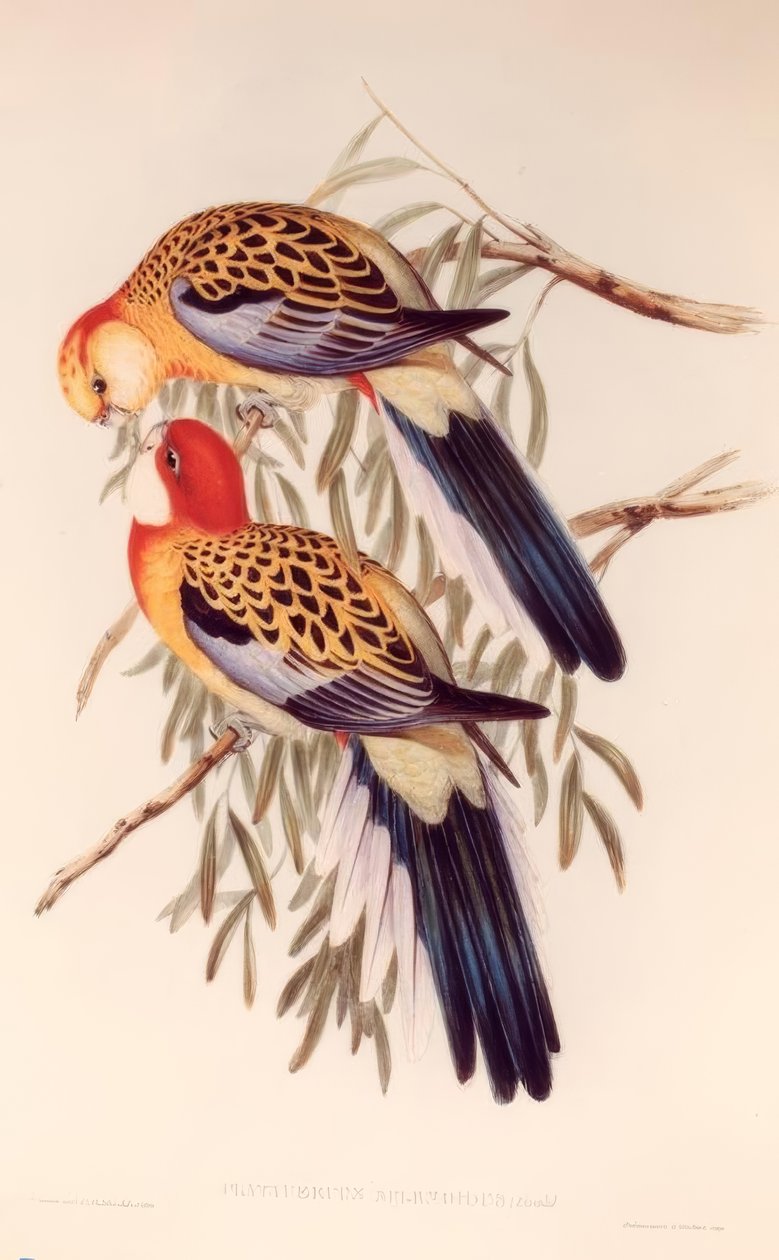 GRAND Platyceros de H.C. Richter