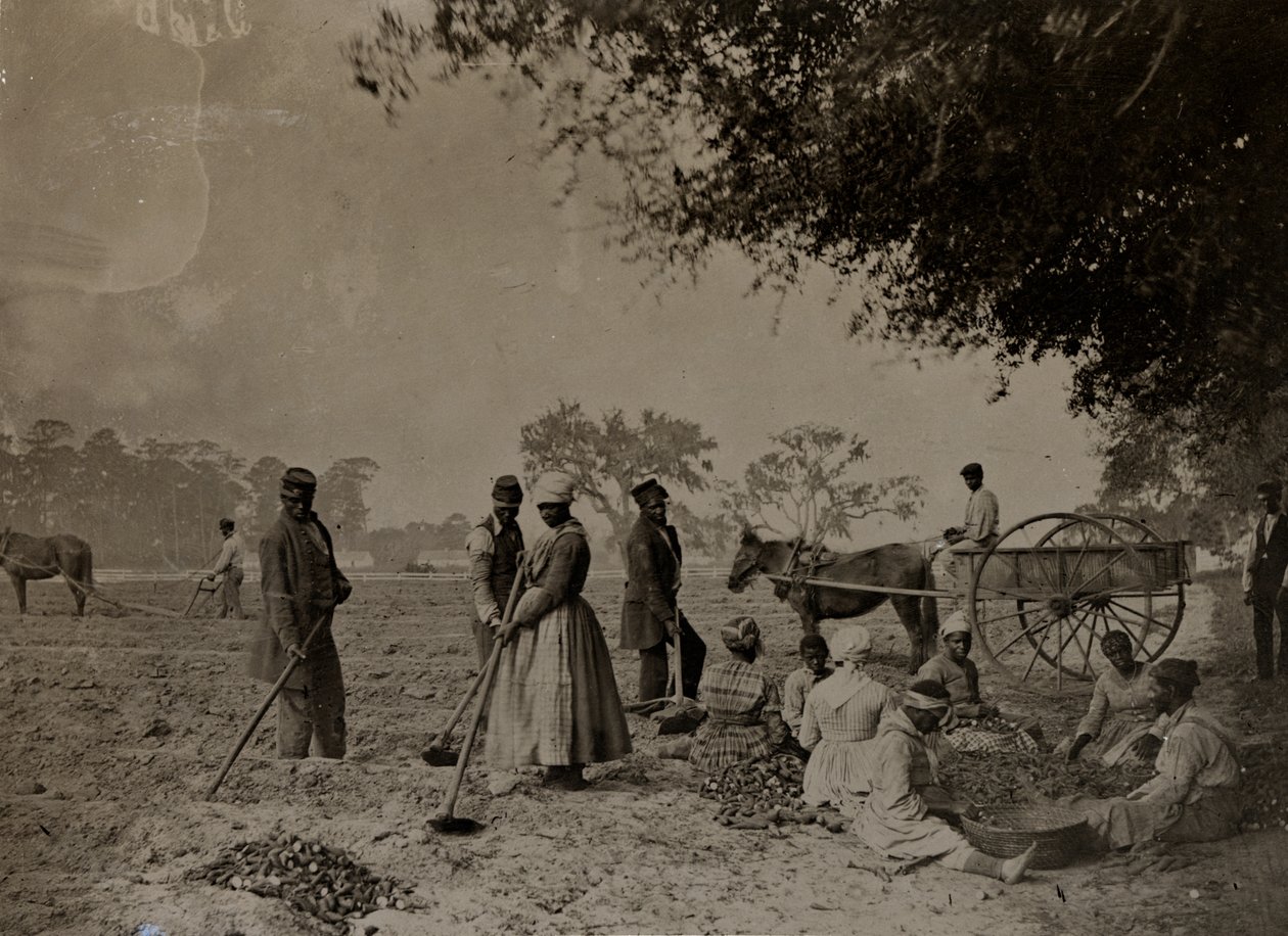 Plantando Batata-Doce, Plantação Hopkinsons, Ilha Edislo, Carolina do Sul, 1862 (foto bw) de H.P. Moore