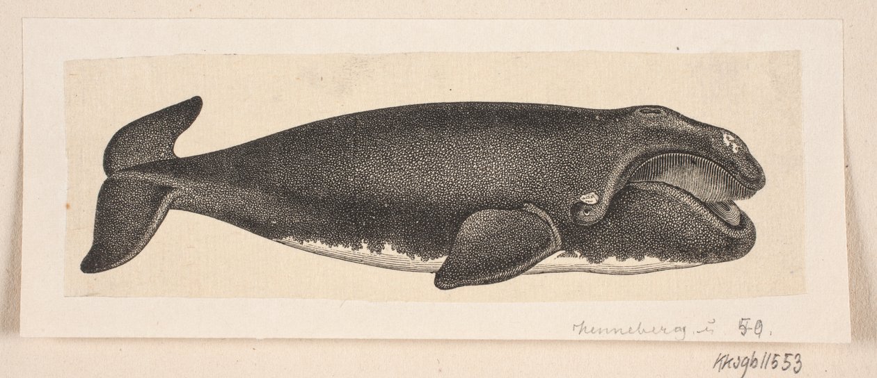 Uma baleia de H. C. Henneberg