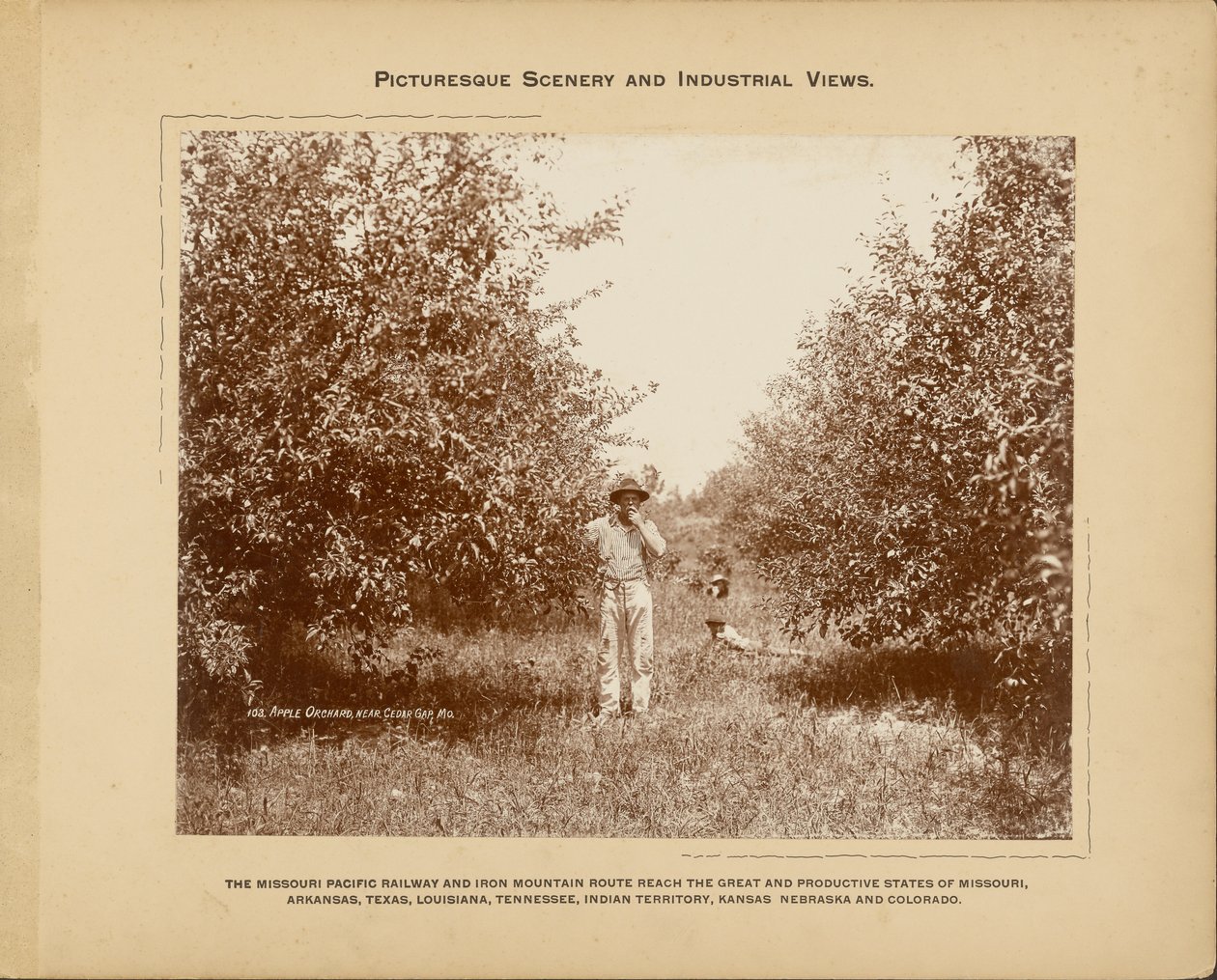 Pomar de maçãs, perto de Cedar Gap, Missouri de H. C. Townsend