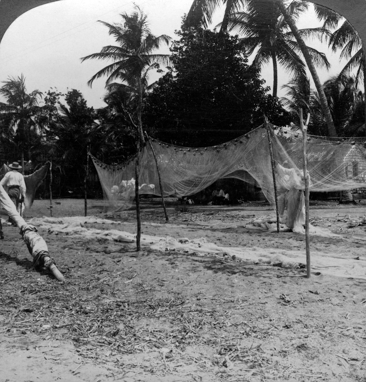 Pescadores que secam suas redes na praia, Basseterre, St Christopher, Índias Ocidentais. de H. C. White