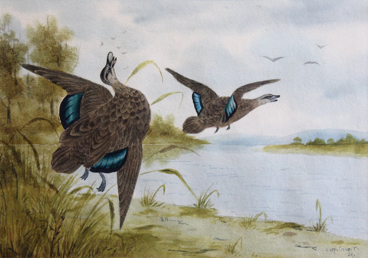 Patos pretos do Pacífico de H. H. Calvert