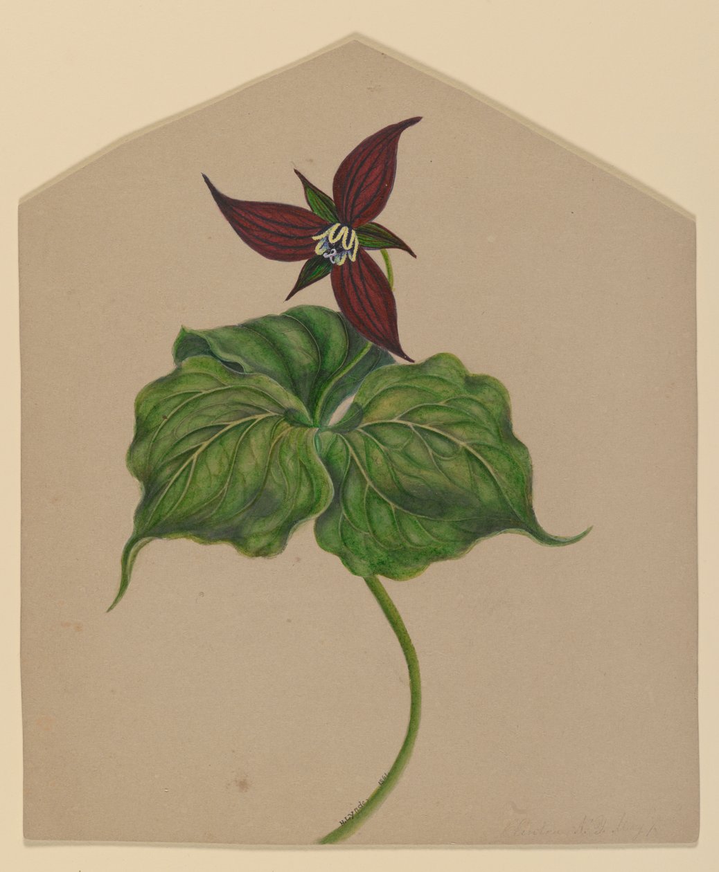 Flor Vermelha de Borgonha de H. Lynde