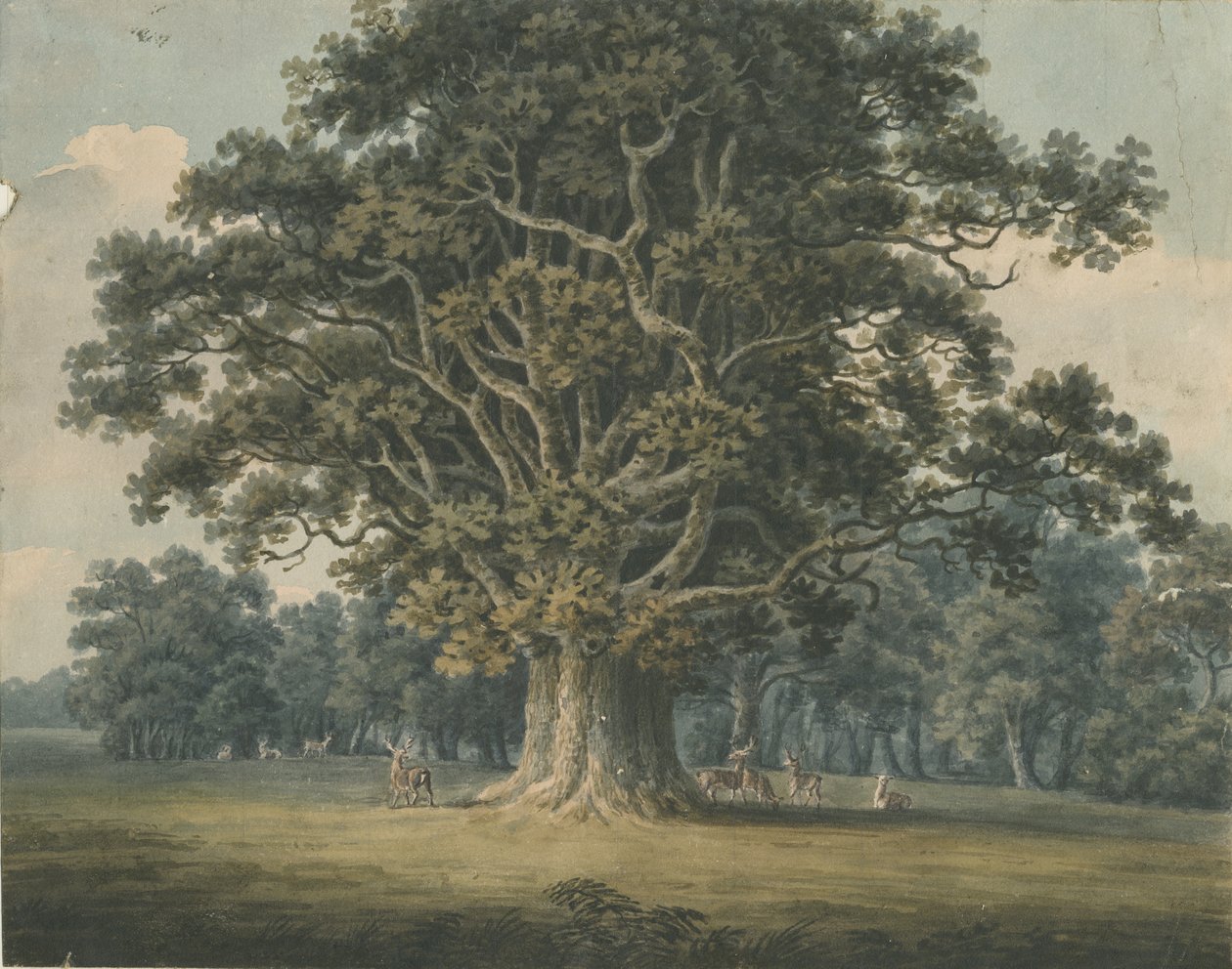 Needwood - Swilcar Oak: pintura em aquarela, nd [ Início do século XIX] de H Moore