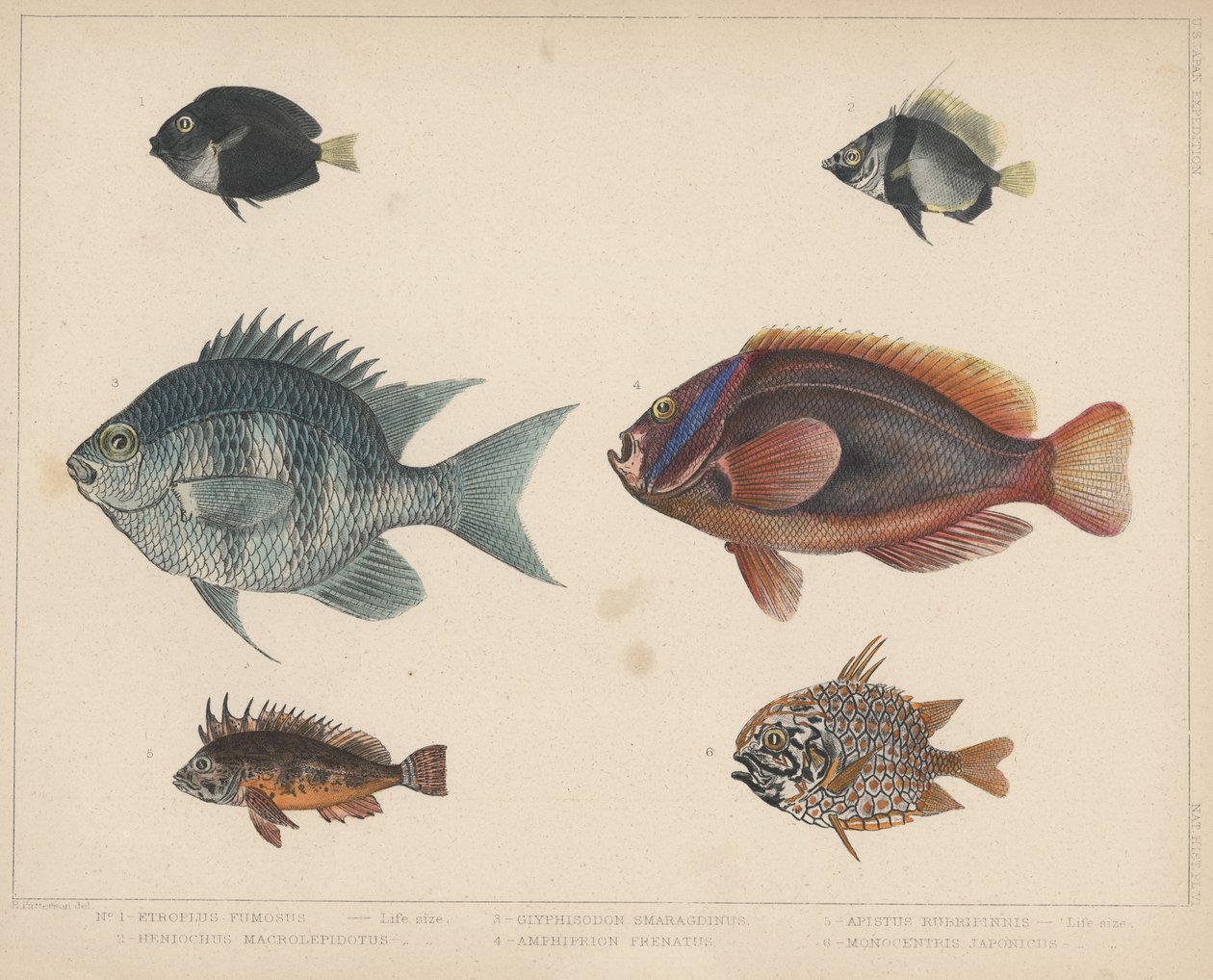 1. Etroplus Fumosus, 2. Heniochus Macrolepidotus, 3. Glyphisodon Smaragdinus, 4. Amphiprion Frenatus, 5. Apistus Rubrippinis, 6. Monocentris Japonicus de H. Patterson
