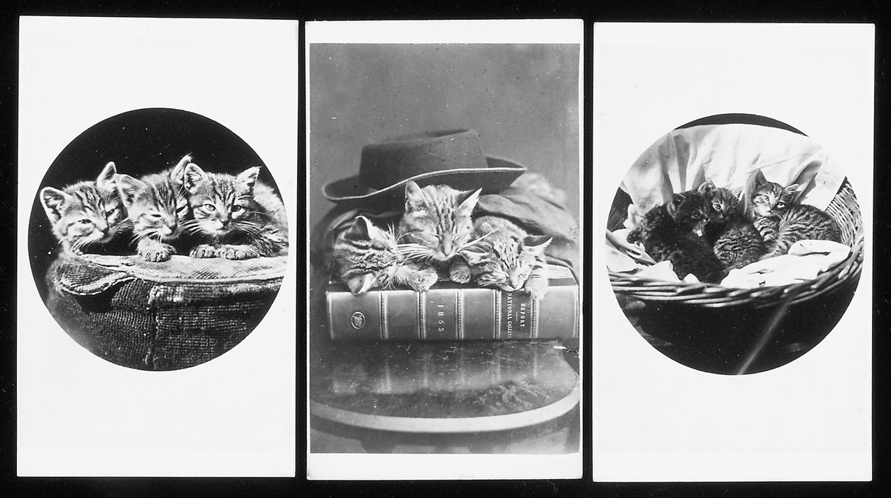 Os gatos de Brighton, cartões de visita, década de 1860 de H. Pointer