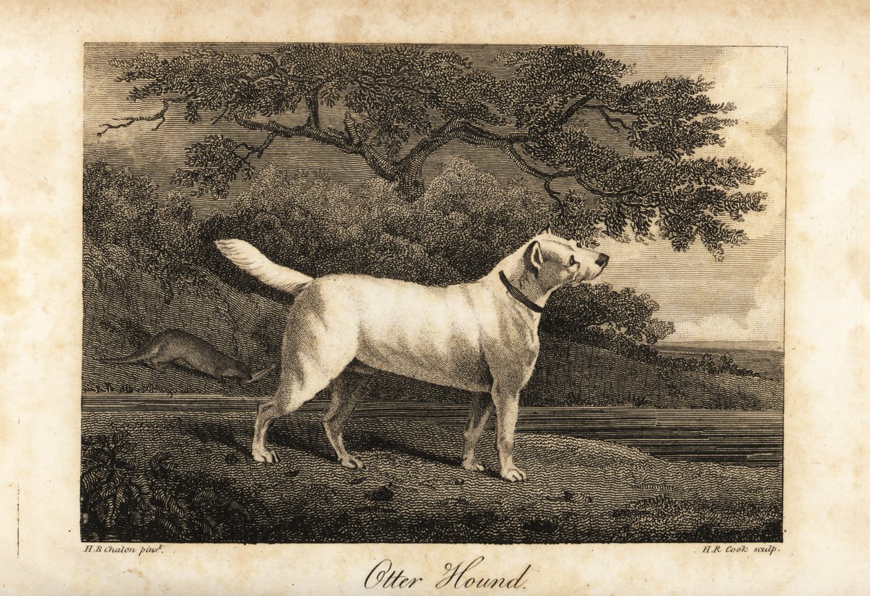 Retrato do último Otter Hound remanescente na Grã-Bretanha em 1812, de propriedade da Hon de H. R. Cook