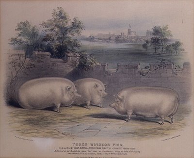 Três porcos premiados criados pelo Príncipe Alberto no Castelo de Windsor, (gravado por H. Stafford (fl.1829) 1843 de H. Strafford