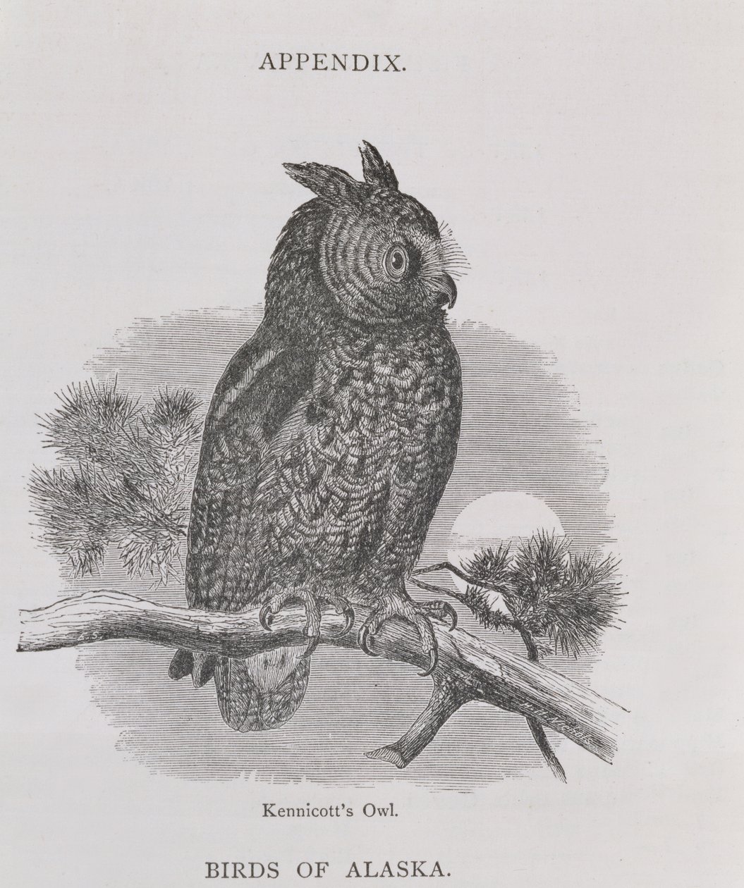 Coruja de Kennicotts, de Alaska e seus recursos, por William H. Dall, gravada por HH Nicholls, bar. 1870 de H. W., Elliot
