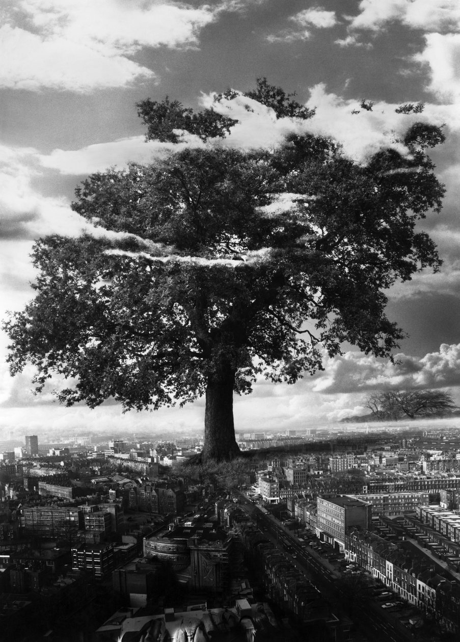 A árvore em Islington de Hag Hag