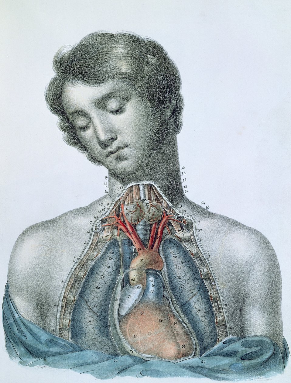 O coração e os órgãos no peito, de "Manuel d&39;Anatomie descritivo do corpo Humain" por Jules Cloquet (1790-1883) gravada por G. de Frey, 1825 de Haincelin