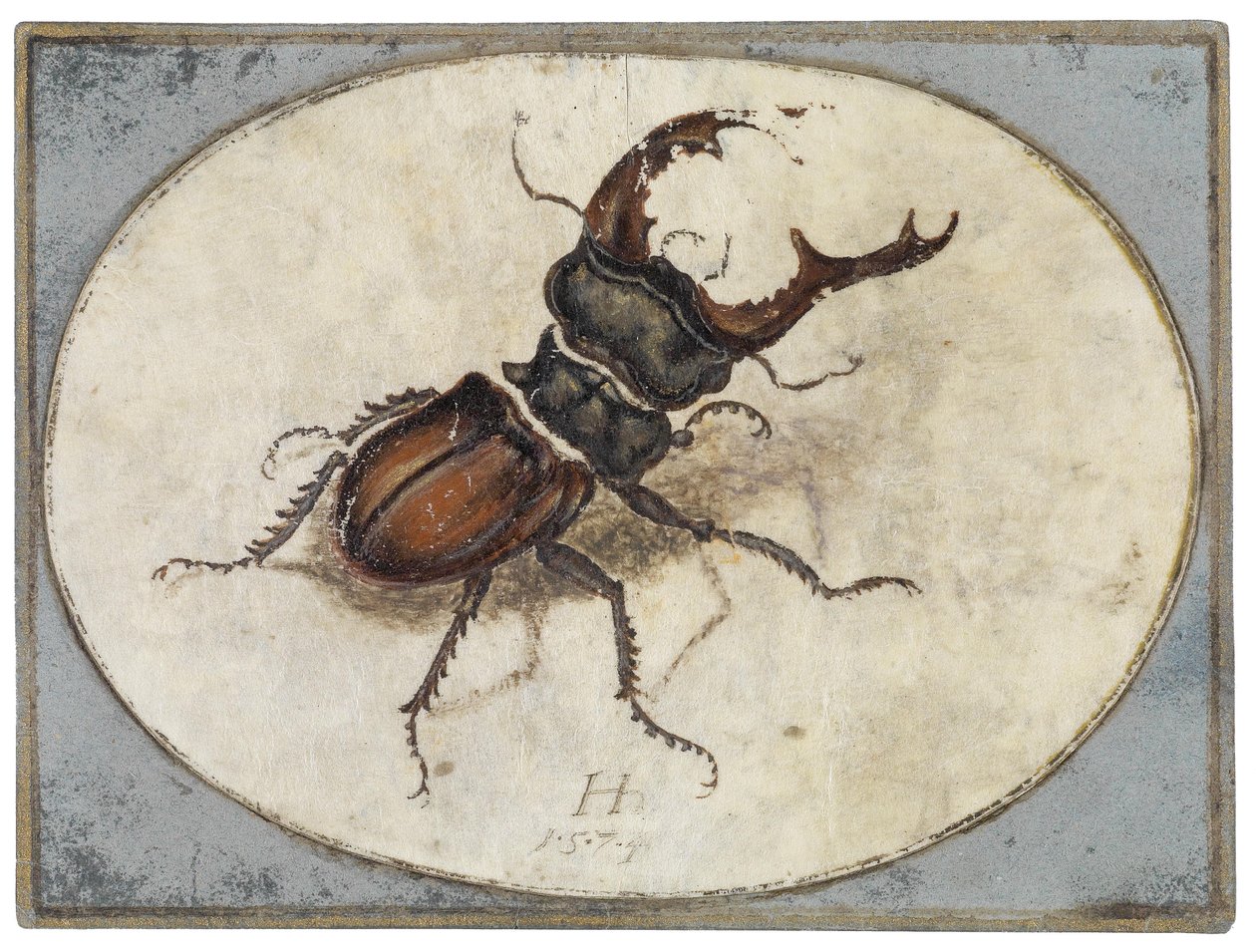 Besouro de veado (depois de Albrecht Dürer) de Hans Hoffmann