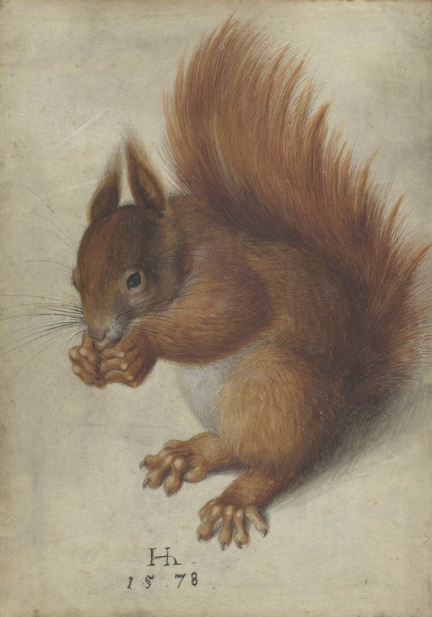 Esquilo vermelho de Hans Hoffmann