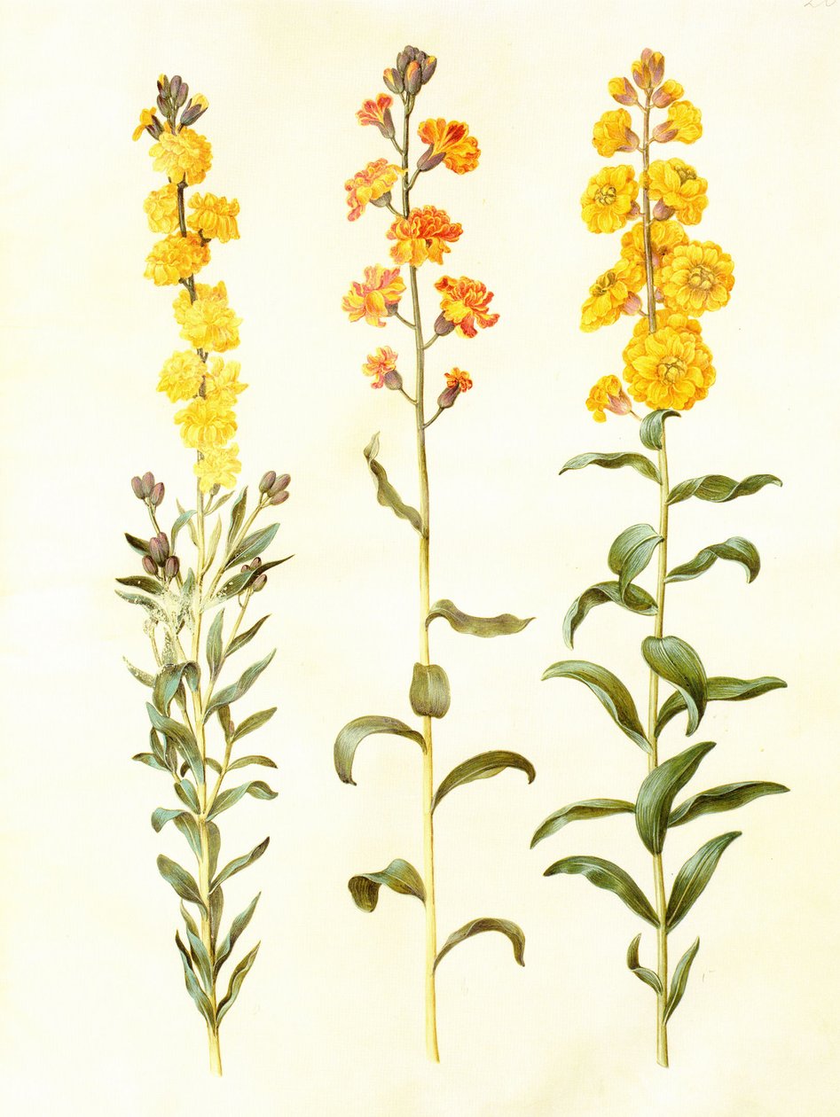 Cheiranthus cheirii, guache sobre velino, em: Gottorfer Codex de Hans Simon Holtzbecker