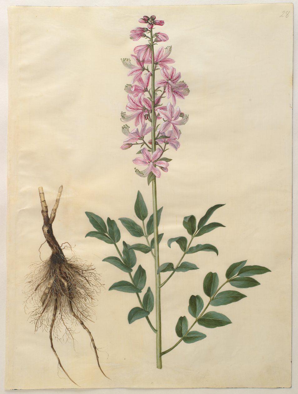 Dictamnus albus de Hans Simon Holtzbecker