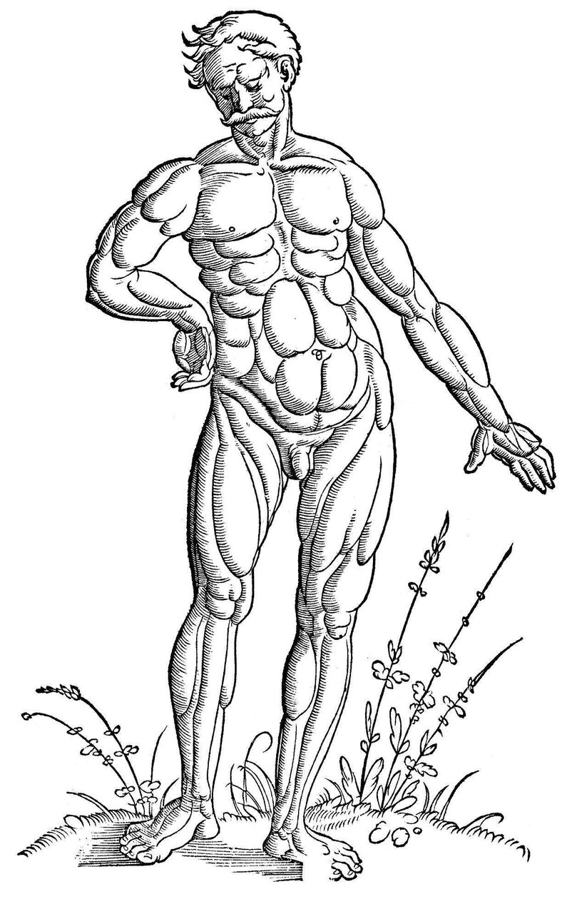 Baldung - Anatomia - Homem de Hans Baldung Grien
