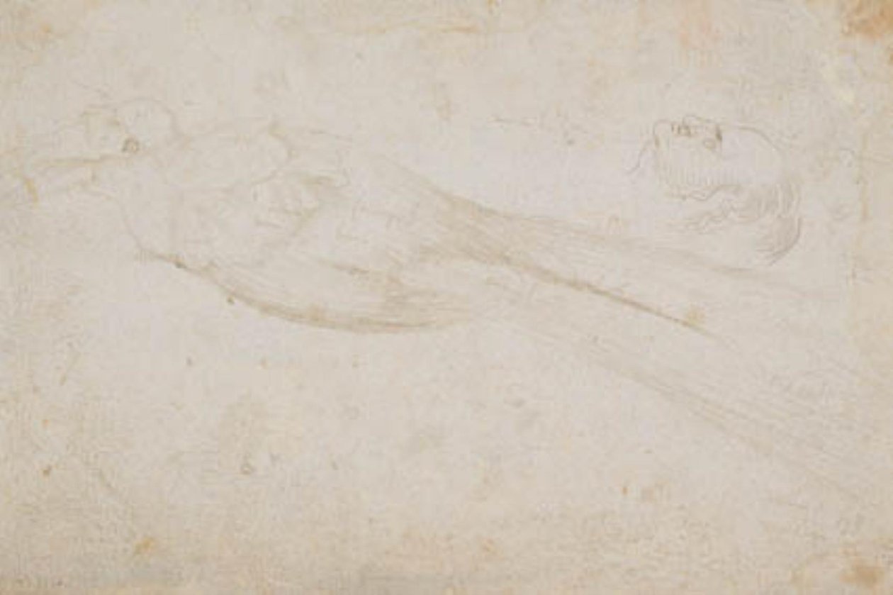 Ave do paraíso masculina e a cabeça de um homem de meia-idade de perfil à esquerda; também detalhes de de Hans Baldung Grien