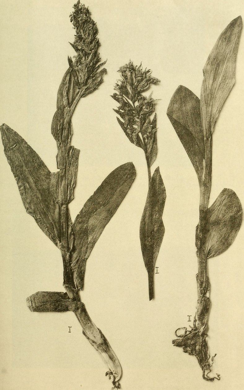 Anais do K.K. Museu do Tribunal de História Natural (1914) (18196503932) de Hans Fleischmann
