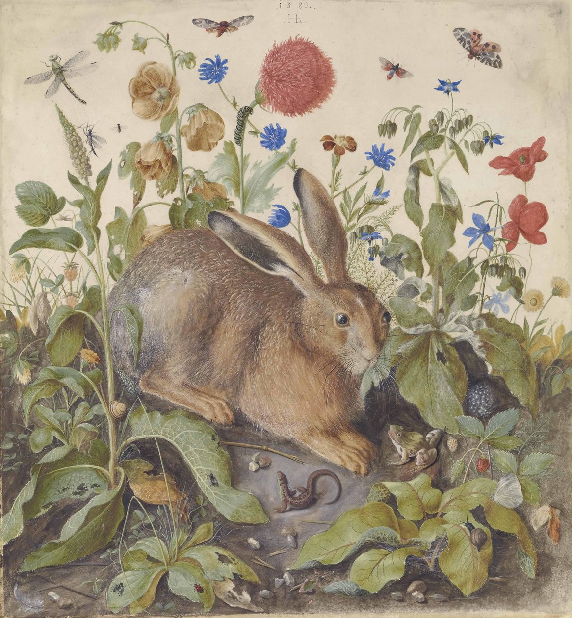 Uma lebre entre plantas, 1582 de Hans Hoffmann