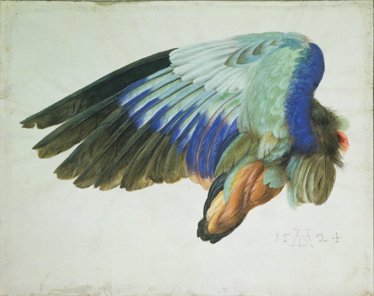 A ala direita de um rolo azul de Hans Hoffmann
