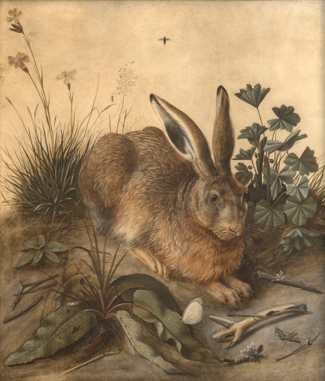 A lebre de Hans Hoffmann