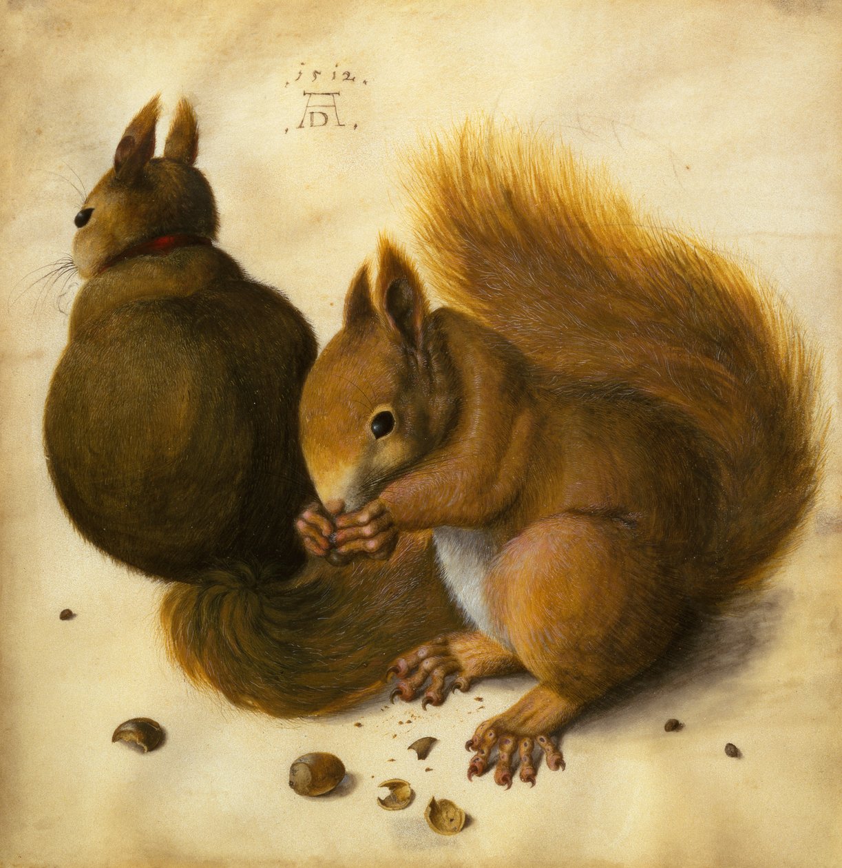 Dois esquilos, um comendo uma avelã (giz preto, aquarela e bodycolour em pergaminho) de Hans Hoffmann