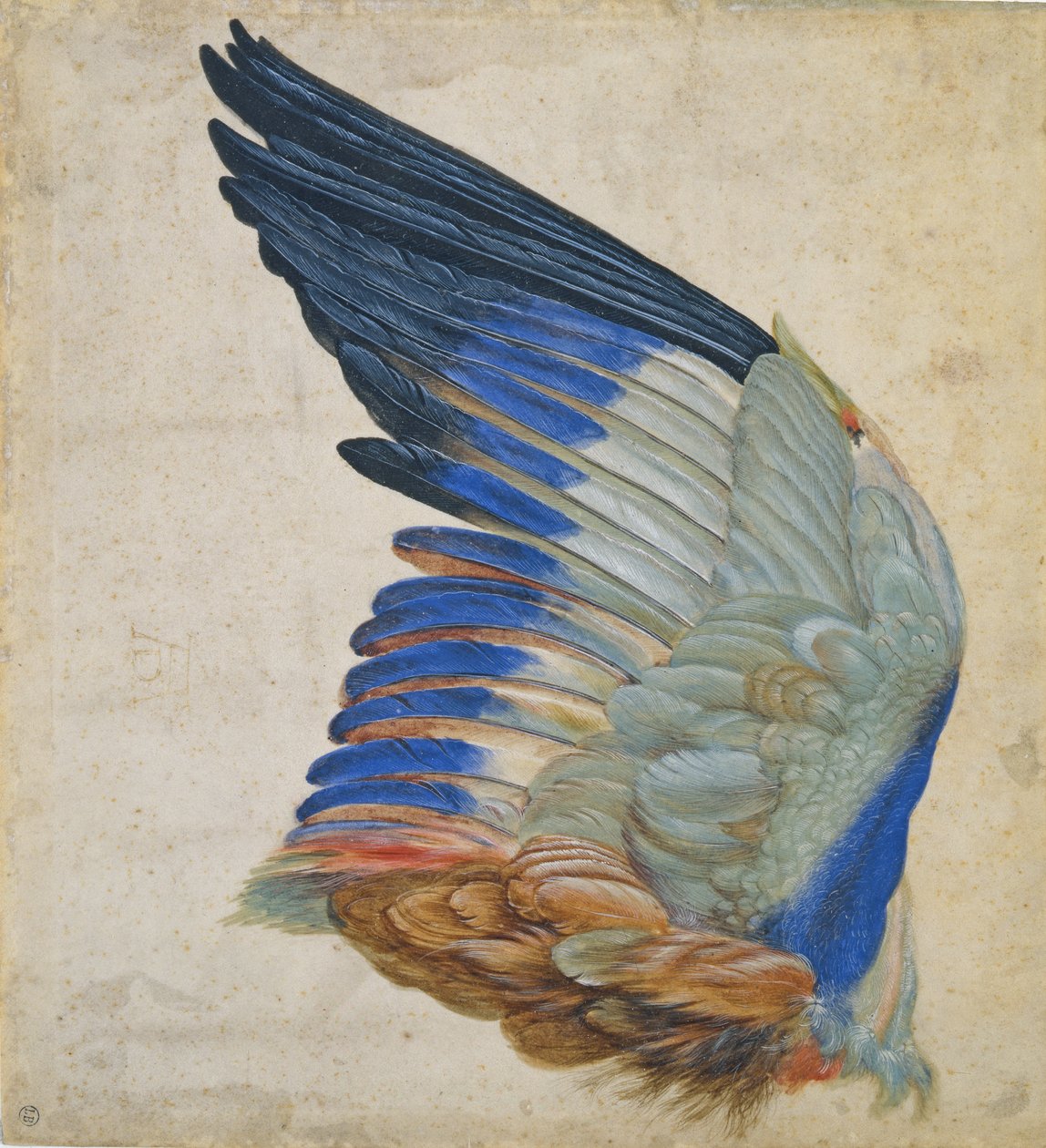 Asa de um rolo azul, cópia de um original por Albrecht Durer de 1512 de Hans Hoffmann