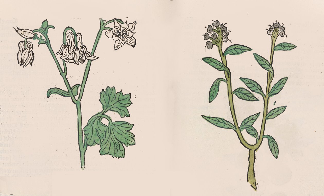 Herbarius - Gart der gesuntheit - Jardim da saúde, 1485 de Hans Schönsperger