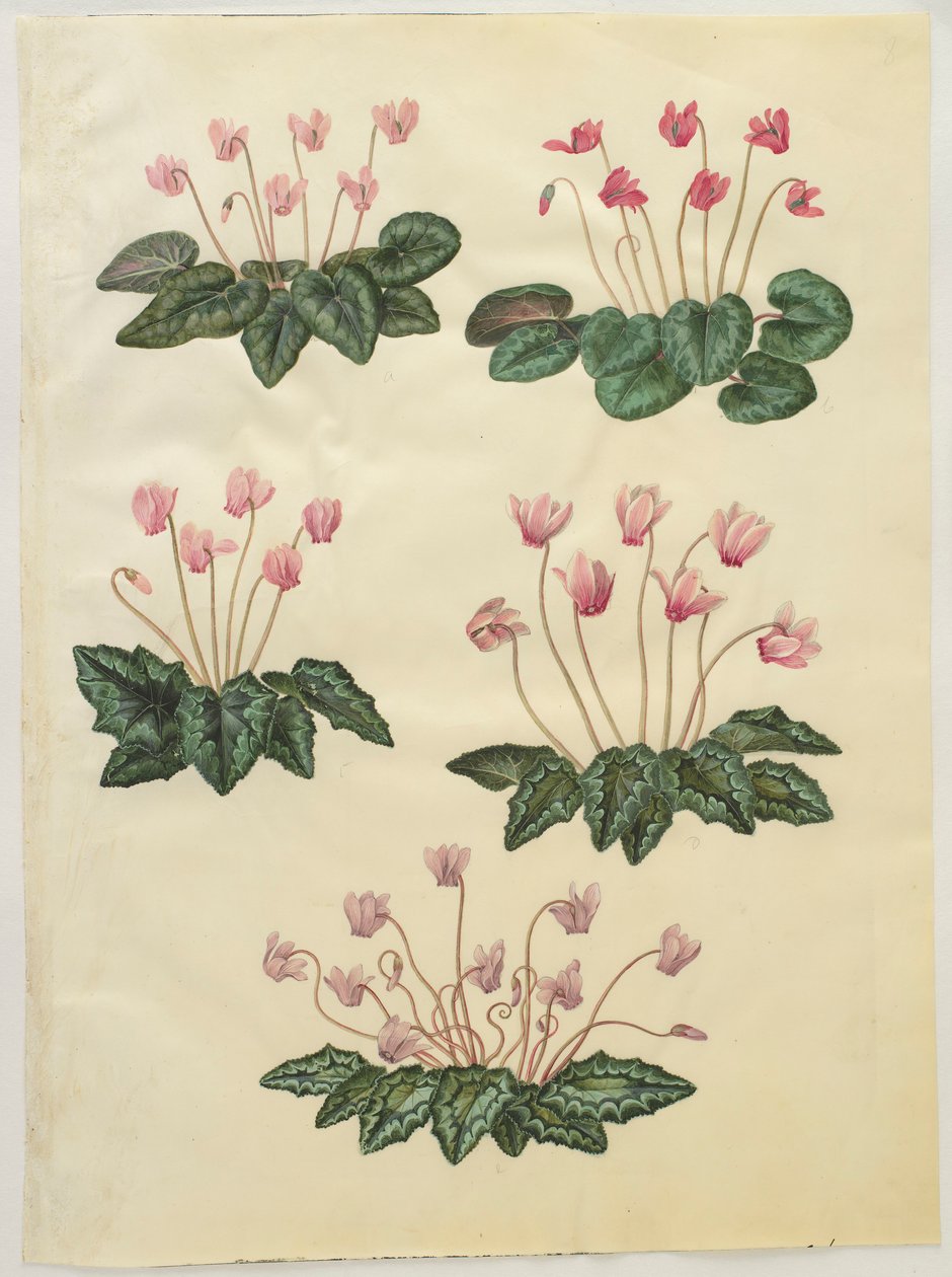 Cyclamen purprascens do álbum Gottorfer Codex, c.1650 (guache no pergaminho) de Hans Simon Holtzbecher