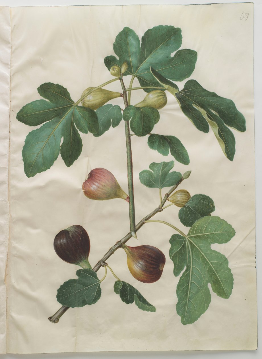 Ficus carica do álbum Gottorfer Codex, c.1650 (guache no pergaminho) de Hans Simon Holtzbecher