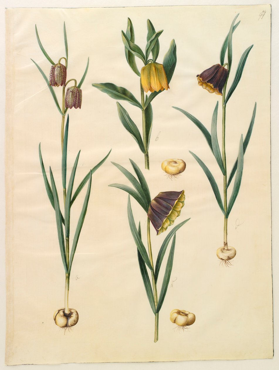 Fritilleria meleagris do álbum Gottorfer Codex, c.1650 (guache no pergaminho) de Hans Simon Holtzbecher