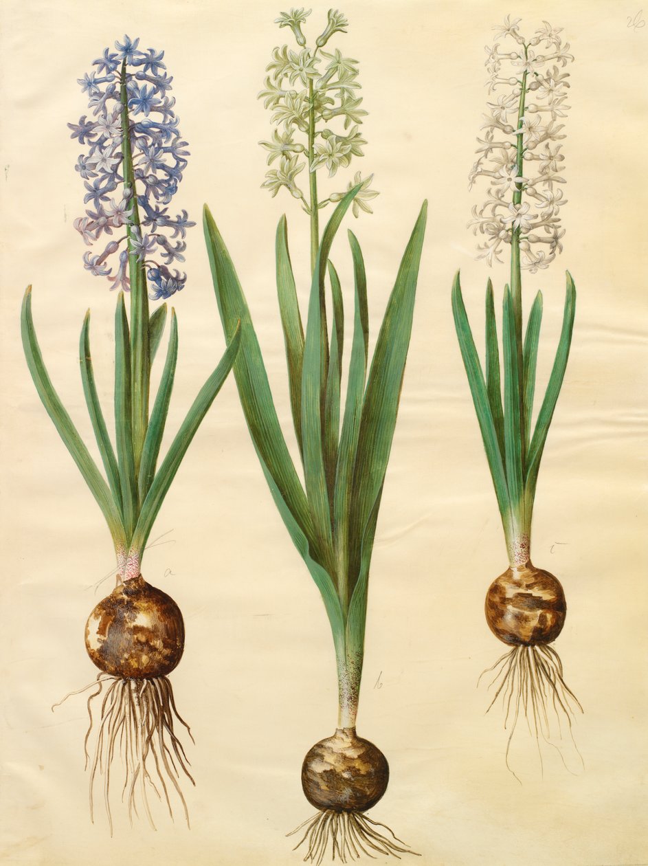 Hyacinthoides orientalis do álbum Gottorfer Codex, c.1650 (guache no pergaminho) de Hans Simon Holtzbecher