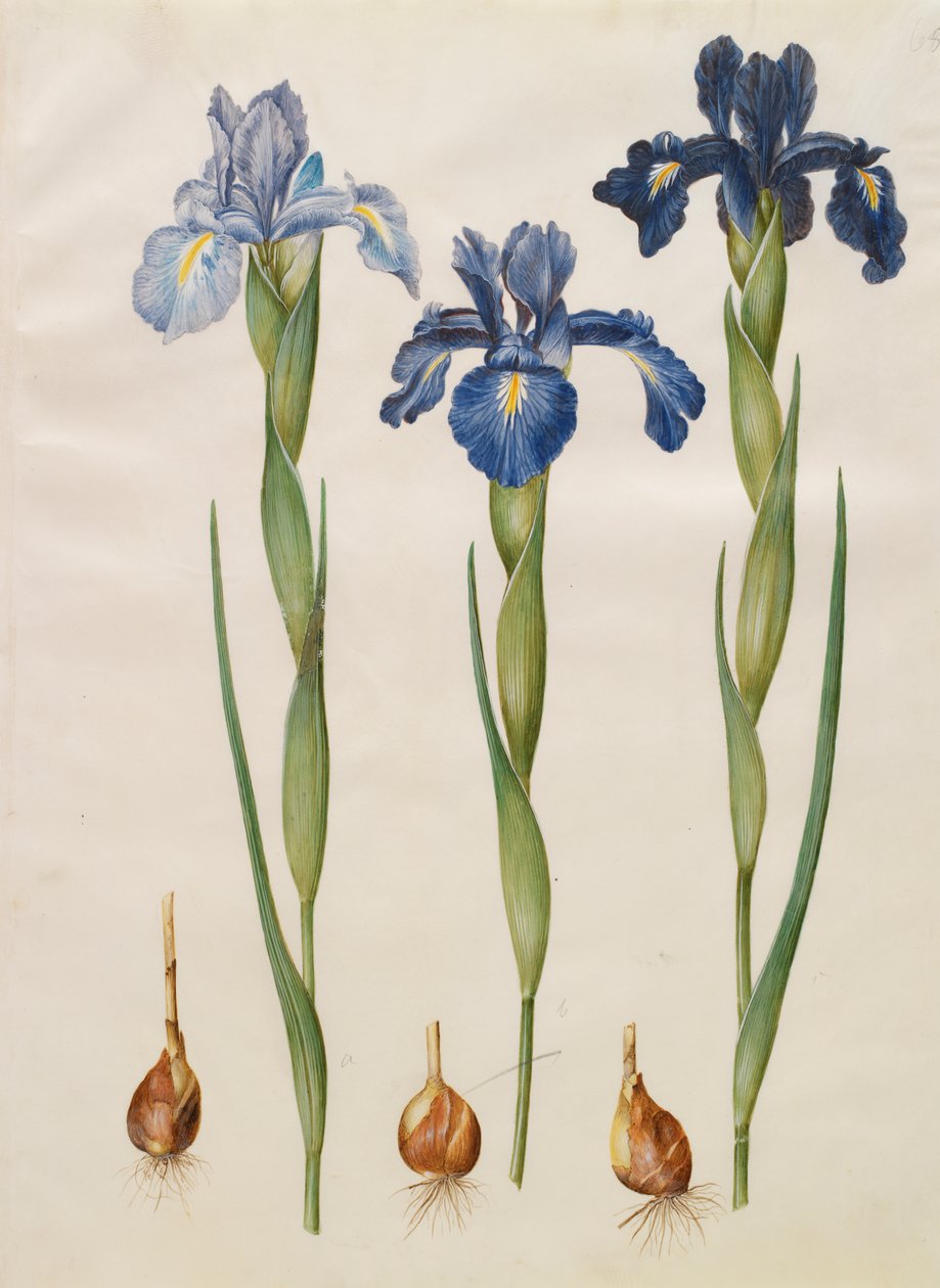 Iris xiphiodes do álbum Gottorfer Codex, c.1650 (guache no pergaminho) de Hans Simon Holtzbecher
