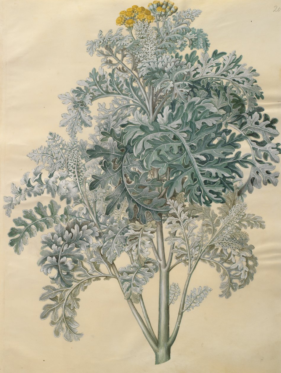 Jacobaea maritima do álbum Gottorfer Codex, c.1650 (guache em pergaminho) de Hans Simon Holtzbecher