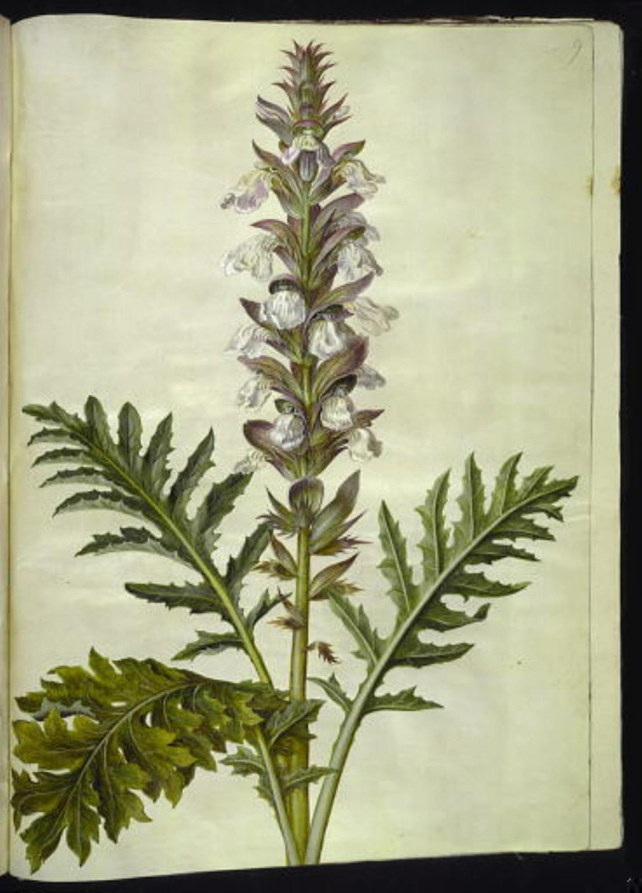 Acanthus hungaricus (hungarsk akantus) de Hans Simon Holtzbecker