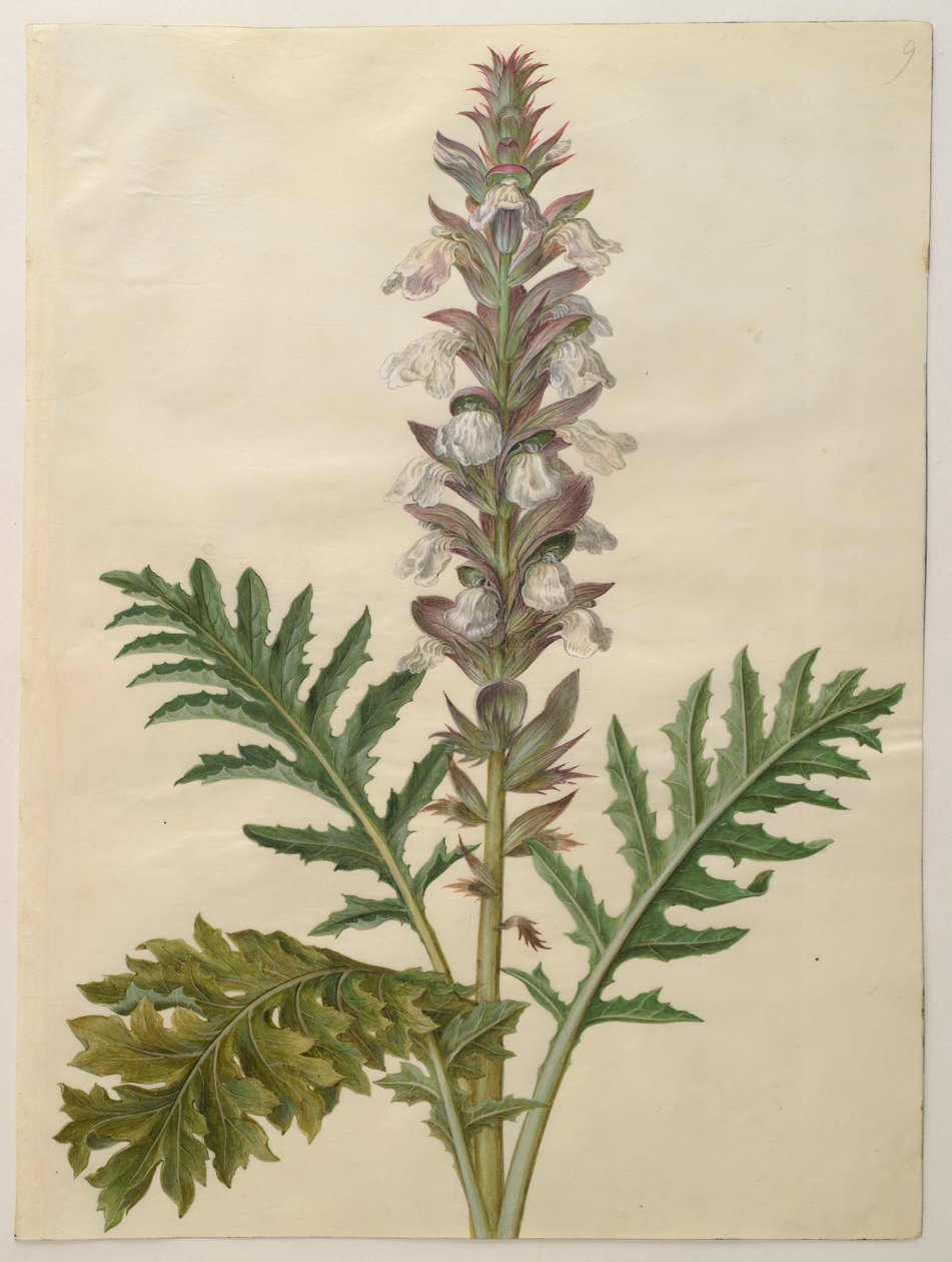 Acanto (Acanthus mollis) de Hans Simon Holtzbecker