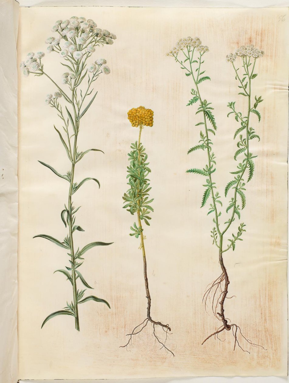 Achillea ptarmica (mil-folhas de botão prateado); Achillea ageratum (yarrow de bálsamo); Achillea millefolium (yarrow comum) de Hans Simon Holtzbecker