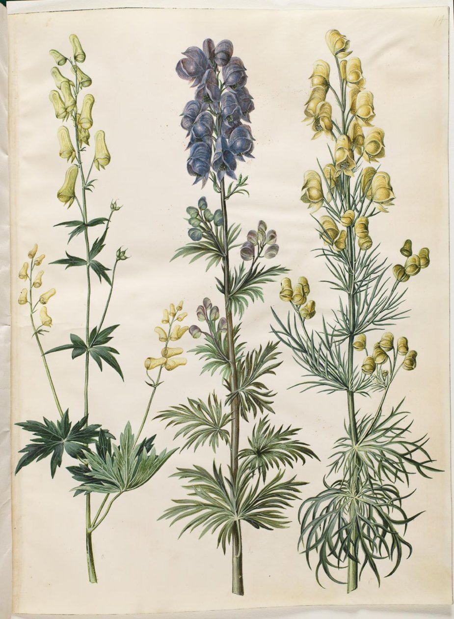 Aconitum lycoctonum (nordisk stormhat); Napellus de acônito (chapéu de tempestade Ægte); Acônito anthora (finbladet stormhat) de Hans Simon Holtzbecker