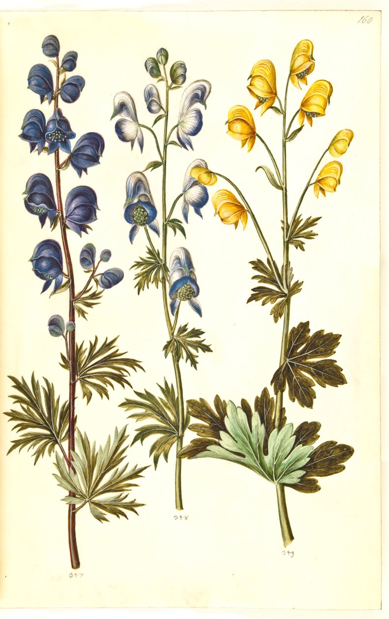 Napellus de acônito (?) (Ægte stormhat); Acônito variegado, evt. Aconitum ×cammarum (?) (broget stormhat, evt. have-stormhat); Acônito anthora (finbladet stormhat) de Hans Simon Holtzbecker