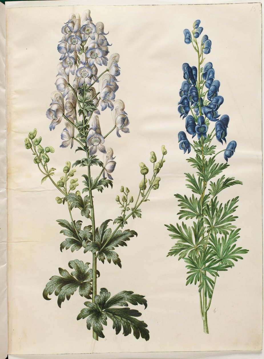 Acônito Variegado (broget stormhat); Acônito napellus (chapéu de tempestade Ægte) de Hans Simon Holtzbecker