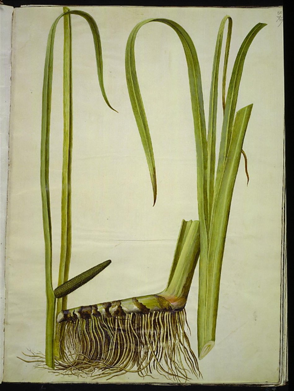 Acorus kalmus (almindelig kalmus) de Hans Simon Holtzbecker