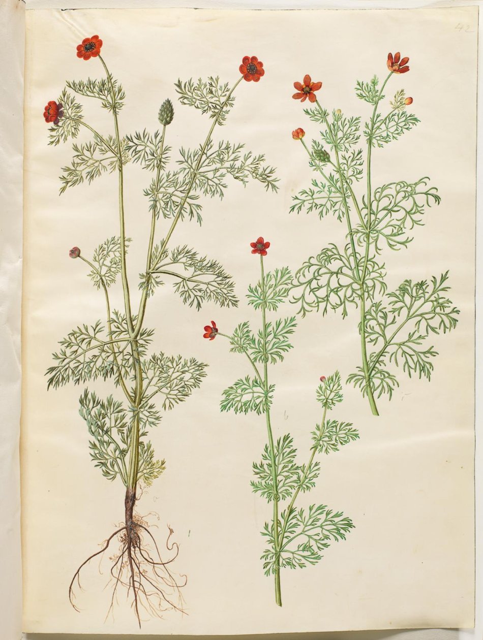 Adonis anual (høst-adonis); Verão de Adonis (sommer-adonis) de Hans Simon Holtzbecker