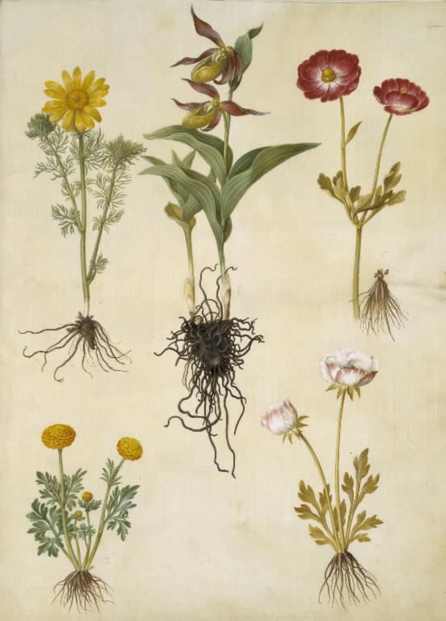 Vernal Adonis (vår-adonis); Cypripedium calceolus (stor fruesko); ranúnculo asiático (have-ranunkel); Buttercup (arte de ranunkel) de Hans Simon Holtzbecker