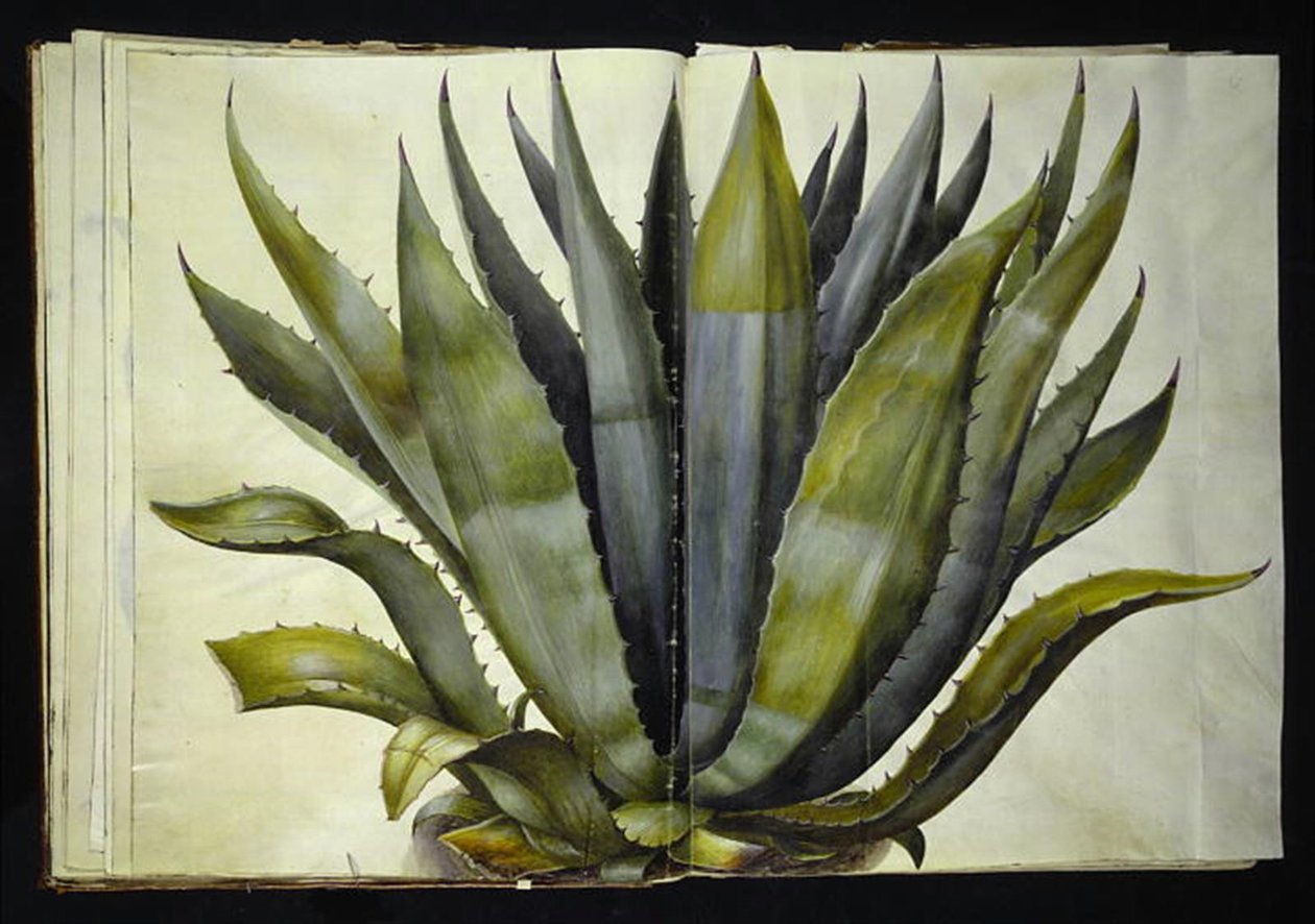 Agave americana (agave comum) de Hans Simon Holtzbecker